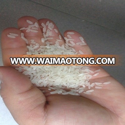 GOOD FACTORY 3% BROKEN CAMOLINO RICE WITH NEW CROP