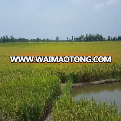 LONG GRAIN 10% BROKEN VIETNAM RICE WITH COMPETITIVE PRICE