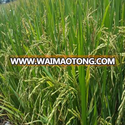 HOT SALES 5% BROKEN CAMOLINO RICE WITH HIGH QUALITY