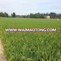 CHEAPEST PRICE 5% BROKEN VIETNAM JASMINE RICE WITH JOINT VENTURE COMPANY