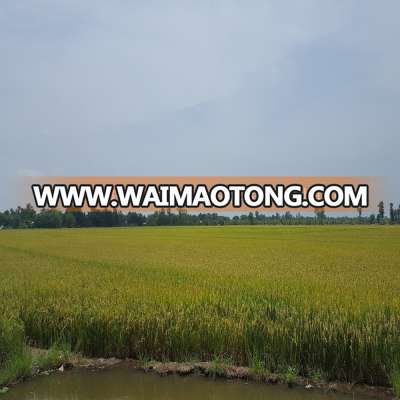 GRADE A TOP QUALITY 25% BROKEN LONG GRAIN RICE FROM VIETNAM ORIGIN