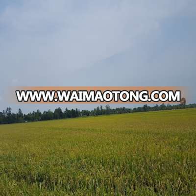 VIETNAMESE 25% BROKEN LONG GRAIN RICE WITH NEW HARVEST