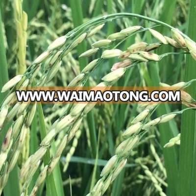 HIGH QUALITY VIETNAM 15% BROKEN LONG GRAIN RICE WITH VIP MANUFACTURER